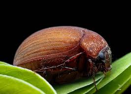 Image result for Cyperus longicarpus