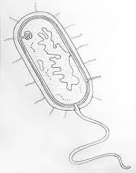 How To Draw Bacteria Biology Diagrams Biology Drawing Prokaryotic Cell Just started to learn c and got a project using curses. how to draw bacteria biology diagrams