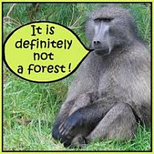 Tree plantation definition in english dictionary, tree plantation meaning, synonyms, see also 'tree',tree',tree',bay tree'. The Swedish Experience Shrinking Forests Expanding Tree Plantations Plantation Definition Discussion
