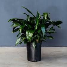 Image result for Aspidistra elatior