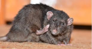 Common Skin Parasites Of Mice And Rats Transmission Signs Diagnosis And Treatment Petcoach