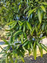 Image result for Emicocarpus