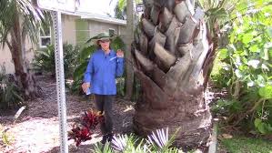 Image result for Borassus aethiopum