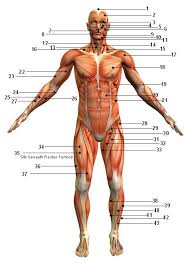The major muscles of the bum, the gluteal muscles, are some of the largest in the human body and are classed as skeletal muscle because they help locomotion of the thighs during ambulation. This Muscular System Picture Shows All The Major Muscle Groups On The Human Body From The Fron Human Anatomy And Physiology Muscular System Exercise Physiology