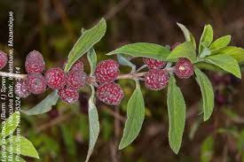 Image result for Lippia javanica