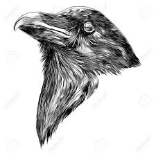 Black And White Raven Drawing The Raven Head Sketch Vector Graphics Monochrome Black And White Drawing Sponsored Sketch Vec Black And White Drawing Sketches Of People Vector Graphics