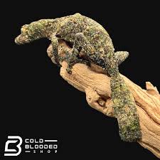 Image result for Urochloa platynota