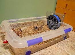If you have a mouse, you definitely need a mouse cage: Mouse Cage Ideas How To Set Up A Mouse Cage Mouse Cage Mouse Cage Ideas Hamster House