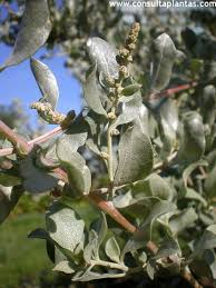 Image result for Atriplex halimus
