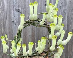 Image result for Ceropegia nilotica