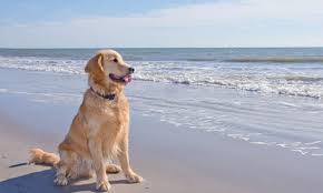 Pet friendly vacation rentals in topsail nc. Pet Friendly Vacation Rentals Ocean Isle Beach Sunset Beach Nc