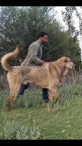 Assyrian Dog Assyrian Shepherd Dog Kurdish Shepherd Dog Kurdish Dog Kurdish Mastiff Assyrian Dog Breed Pshdar D Kangal Dog Dog Breeds Family Dogs Breeds