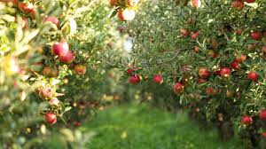 Each tree is hand grafted with love, with combinations to suit all australian climates. Apples 101 Nutrition Facts And Health Benefits