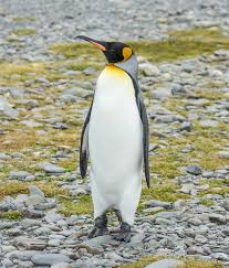 What is the scientific name for the emperor penguin? King Penguin Wikipedia