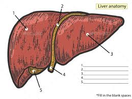 (you can see a diagram of these at health.harvard.edu/172.) one remarkable change is that the liver uses fructose, a carbohydrate, to create fat. Liver Graphics Designs Templates From Graphicriver