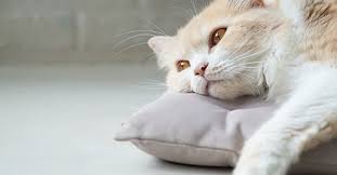 Chronic renal failure in cats is a physiological condition in which the kidneys have lost some degree of functional capacity. Eleven Things To Know About Cats With Kidney Failure
