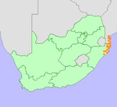 Image result for Diospyros inhacaensis