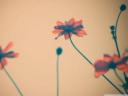 Download Flower Background Tumblr Wallpaper White And Yellow Flower Background 296487 Hd Wallpaper Backgrounds Download
