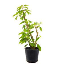 Image result for Phytolacca dioica