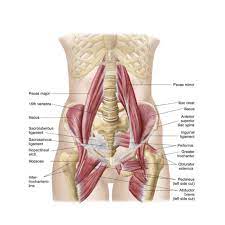 The hip flexors are strong, powerful muscles that can overtake the abdominal muscles in some ab exercises. Understanding The Hip And Knee Anatomy Print Poster Prints In 2020 Anatomie Muskeln Anatomie Und Physiologie Yoga Anatomie