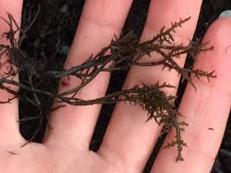 Image result for Andropogon canaliculatus