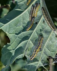 Many of us are happily planting wildflower patches in our gardens, but instead of wildflowers, how about an area of mixed native wild grasses? Caterpillars On Brassicas Which Gardening Helpdesk