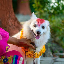Aryashree Aryal Dog During Kukur Tihar At Central Police Dog Training School In Kathmandu Nepal Video On My Yout Police Dog Training Dog Training School Dogs