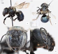 Image result for Mostuea batesii