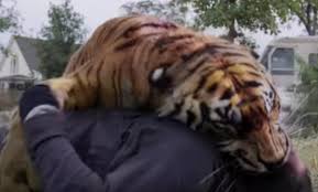 The Walking Dead Season 7 Finale Shiva The Tiger S Big Moment Looks Very Different Without Cgi The Independent The Independent