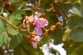 Image result for Baikiaea