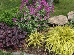 Hakonechloa Macra Aureola Is One Of The Best Grasses For Color In The Garden It Is Hardy In Zones 5 9 Thrives In P Border Plants Shade Garden Plants Plants