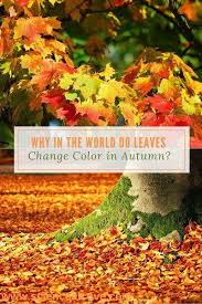 Why In The World Do Leaves Change Color In Autumn Fall Science Middle School Science Activities Middle School Science Experiments