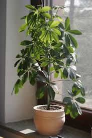 Image result for Schefflera