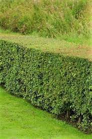 After all, there are many things to consider when picking the right tree, including climate and space. Fast Growing Trees For Privacy By Zone Davey Blog