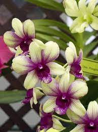 Dendrobium Burana Green X Trudy Brandt Orchid Flower Beautiful Orchids Orchids
