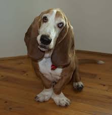 The basset hound is thought to be a descendant of the bloodhound. Home Brood Basset Hound Rescue Of Old Dominion