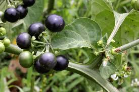 Image result for Solanum memphiticum