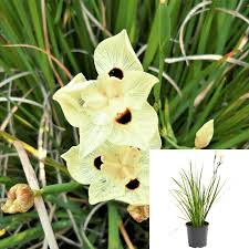 Image result for Dietes
