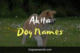 Akita Dog Names 2022 150 Recommended Names For Japanese Breed