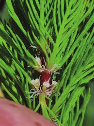 Image result for Laurembergia tetrandra