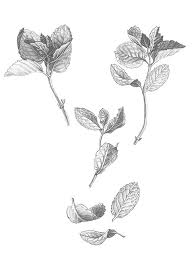 Black And White Plants Drawing Black And White Mint Illustration Leaf Drawing Black And White Flowers Flower Drawing