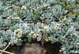 Image result for Helichrysopsis