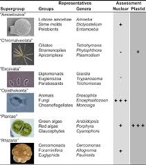 Summary Of Eukaryotic Supergroups Assessment Based On Our