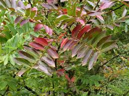 Image result for Phyllanthus engleri