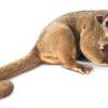 Coatimundi or coatis are south american raccoons related to both kinkajous and north american raccoons. Https Encrypted Tbn0 Gstatic Com Images Q Tbn And9gctmskk2ybqkev3xhlegtutiffapgk78zu0laxwk85tp3wkhr7d4 Usqp Cau
