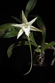 Image result for Angraecum cultriforme