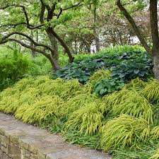 Image result for hakonechloa macra nicolas