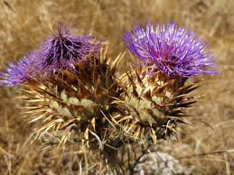 Image result for Cynara cardunculus