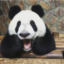 3d render of a funny cartoon baby panda bear character cheering happily. Cute Funny Panda Bear Panda Bear Panda Scary Animals