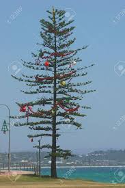 Coastal christmas tree decorations australia. Decorated Christmas Tree On A Coast Coolangatta Beach Australia Stock Photo Picture And Royalty Free Image Image 2656992